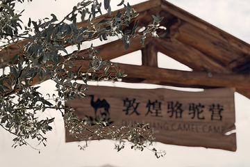 敦煌骆驼营第 7 张图片
