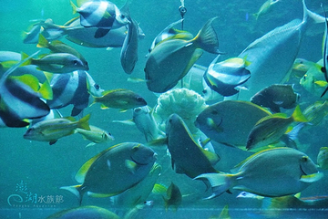 澎湖水族馆第 4 张图片
