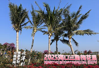 海口三角梅花展第 3 张图片