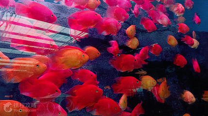 渔你同鲟水族馆第 3 张图片