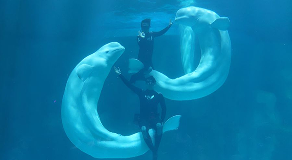 小梅沙海洋世界-白鲸秀