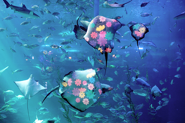 济州岛Aqua Planet水族馆第 38 张图片