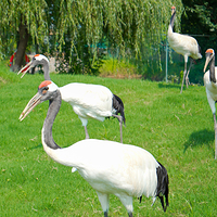 森山国草博览园