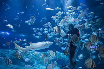 河内乐天世界水族馆第 13 张图片