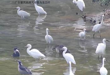 天湖鹭鸟生态风景区第 26 张图片