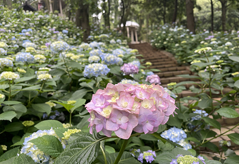 南昌花溪谷第 14 张图片