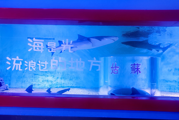 苏州海昌海洋探索馆第 66 张图片