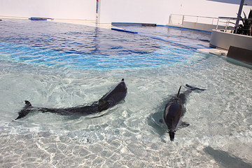大分海之卵水族馆第 14 张图片