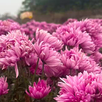 贡之源·花仙谷