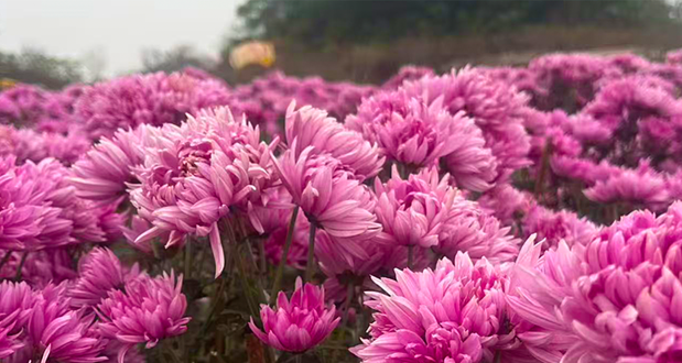 贡之源·花仙谷