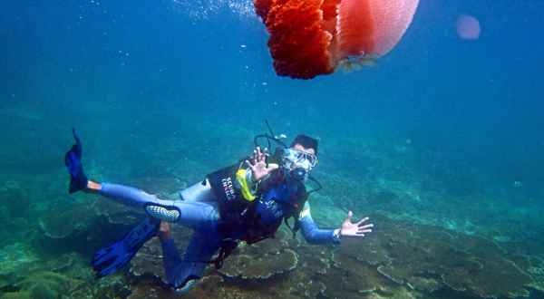 加井岛官方潜水中心