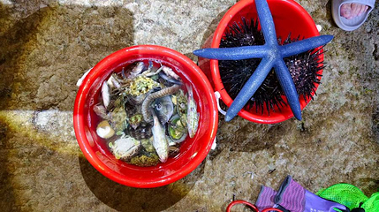 亚龙湾明亮赶海体验区第 1 张图片