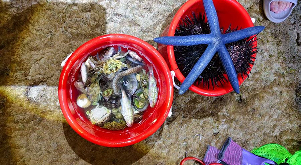 亚龙湾明亮赶海体验区