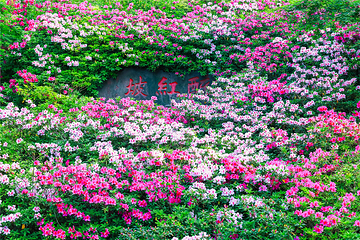 惠山古镇·寄畅园第 104 张图片
