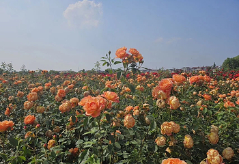 八卦洲陌上花渡第 59 张图片