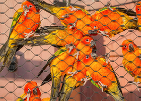 千鹦鸟舍鹦鹉主题乐园