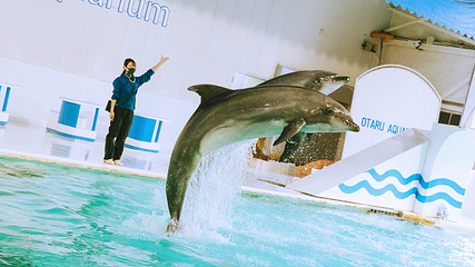 小樽水族馆第 12 张图片