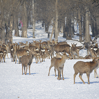 森工平山皇家鹿苑