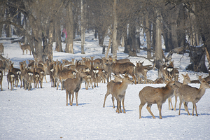 森工平山皇家鹿苑