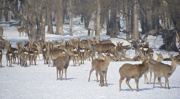 森工平山皇家鹿苑