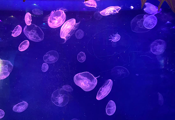 盐城海昌海洋探索馆第 51 张图片