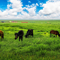 鄂尔多斯草原旅游区