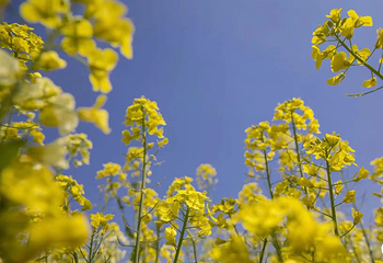 西京湾花海第 9 张图片