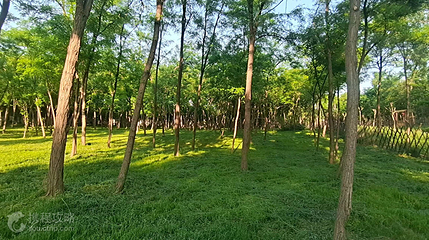 百年槐林公园第 5 张图片