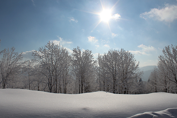 雪乡狗熊岭景区第 54 张图片