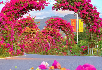海南花梨谷文化旅游区第 4 张图片