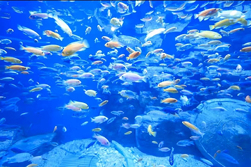 岳阳海世界假日乐园第 10 张图片