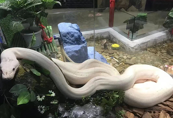 蛇文化展览馆第 38 张图片