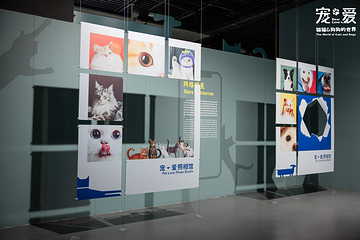 深圳博物馆《宠·爱—猫猫狗狗的世界》展览第 9 张图片