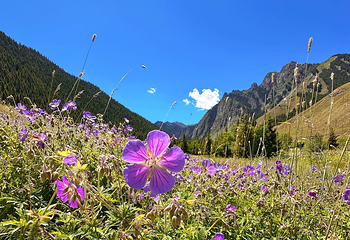 南山牧场西白杨沟景区第 31 张图片