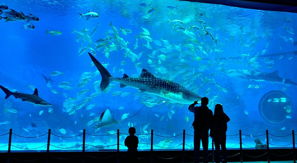 烟台海昌鲸鲨海洋公园