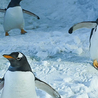 长白山北国企鹅之家