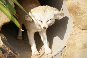 猫爪野生动物世界第 2 张图片