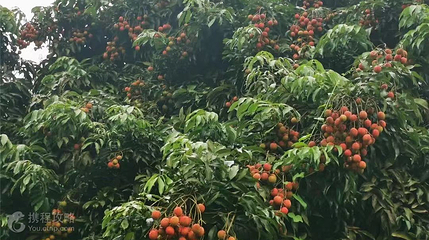 通滩百年老树荔枝林第 2 张图片