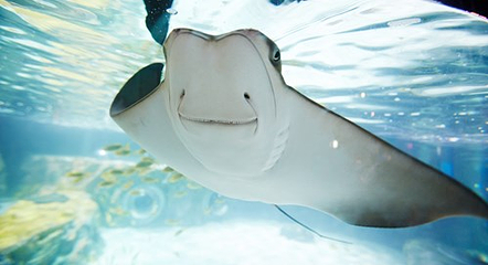 釜山SEA LIFE水族馆第 23 张图片