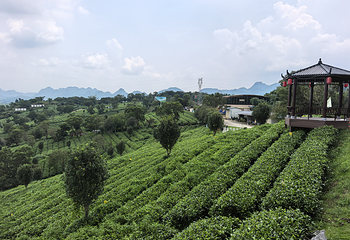茶趣园第 30 张图片
