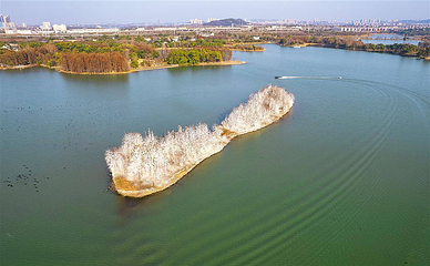 东湖生境雁岛第 14 张图片