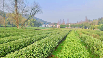 西湖龙井·灵隐茶园