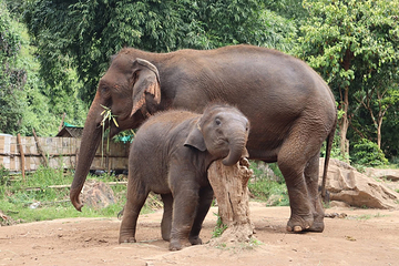 Bamboo Elephant Family Care第 4 张图片