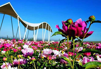 伊犁天山花海景区第 3 张图片