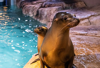 佐治亚水族馆第 2 张图片