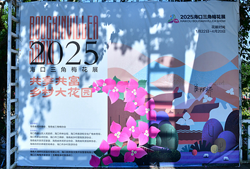 海口三角梅花展第 24 张图片