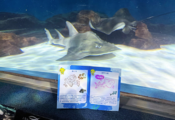 上海海洋水族馆第 162 张图片
