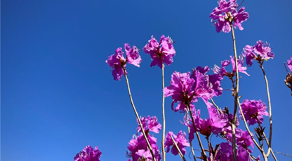 丰宁御宁山映山红景区