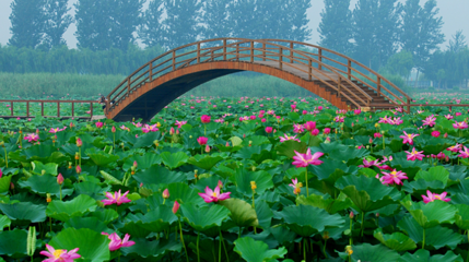 白洋淀旅游湿地公园第 1 张图片