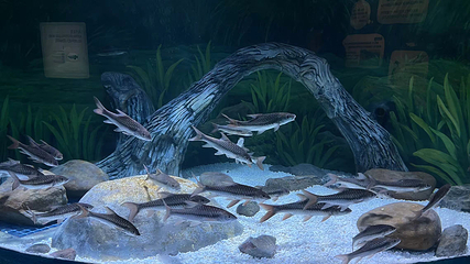 浙东淡水鱼馆第 9 张图片
